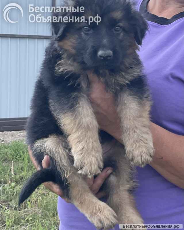 Щенки немецкой овчарки