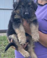 Щенки немецкой овчарки