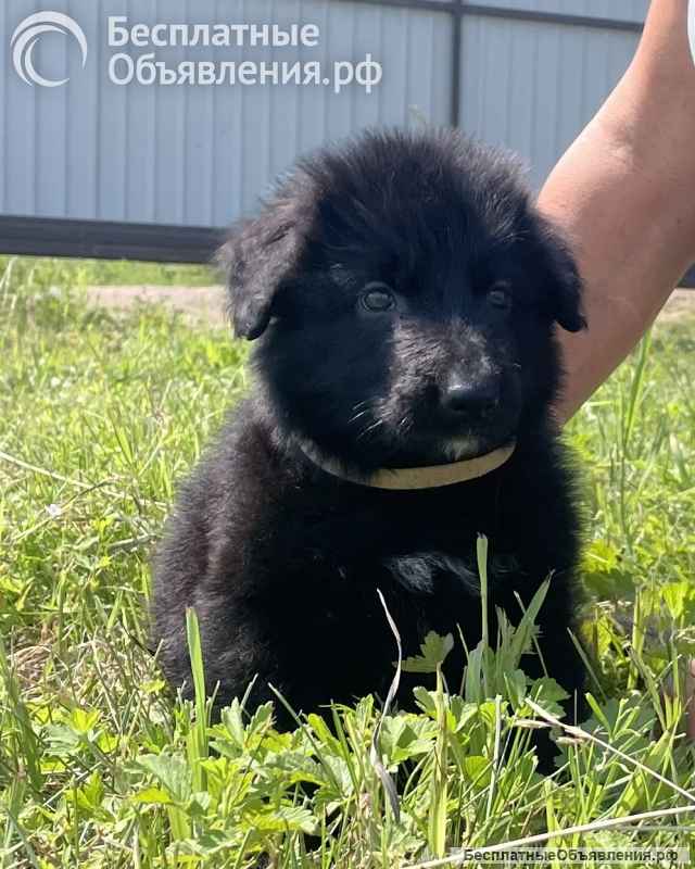 Щенки немецкой овчарки