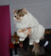 Взрослая кошечка,сокращаем питомник