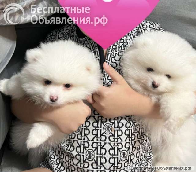 Щенки померанского шпица ищут новый любящий