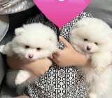 Щенки померанского шпица ищут новый любящий