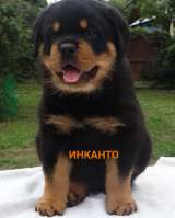 Щенки ротвейлера