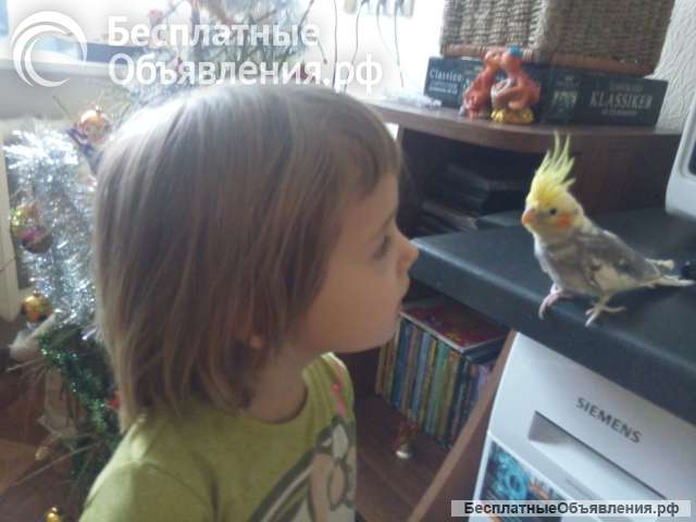 Улетел попугай корелла