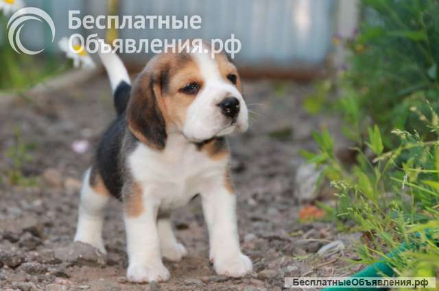 Щенки бигля ркф девочка и мальчик