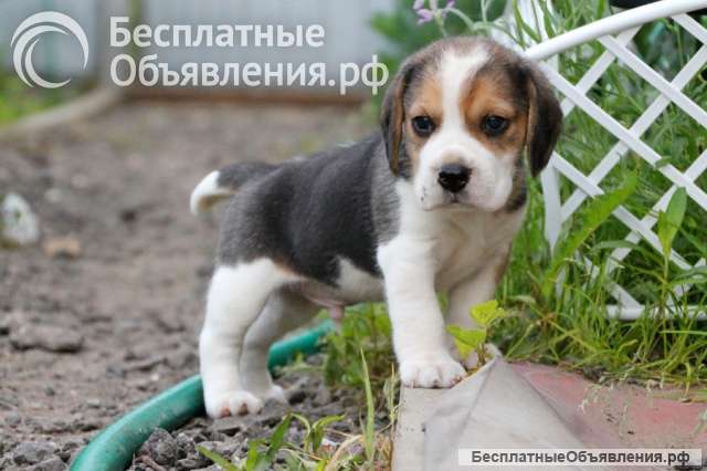 Щенки бигля ркф девочка и мальчик