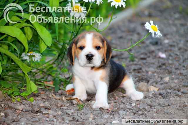 Щенки бигля ркф девочка и мальчик