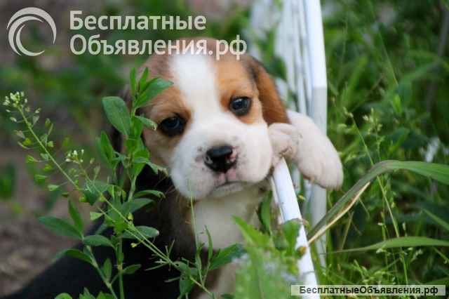 Щенки бигля ркф девочка и мальчик