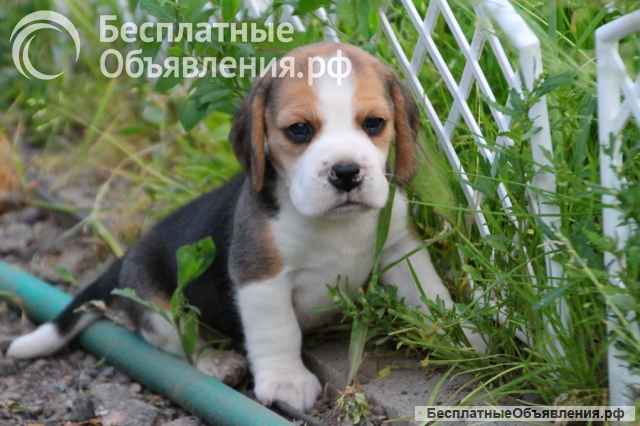 Щенки бигля ркф девочка и мальчик