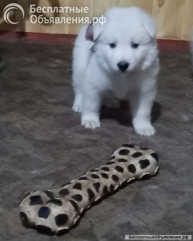 Щенки белой швейцарской овчарки