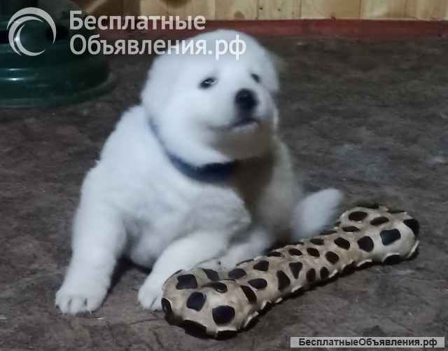 Щенки белой швейцарской овчарки