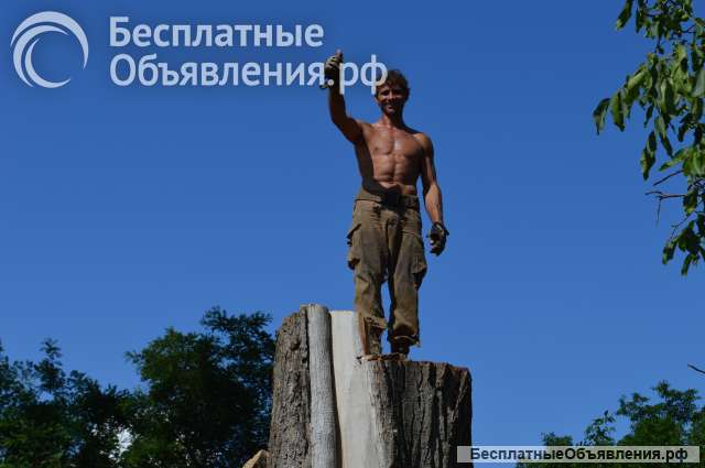 Спил деревьев