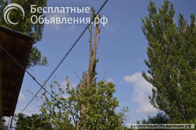 Спил деревьев