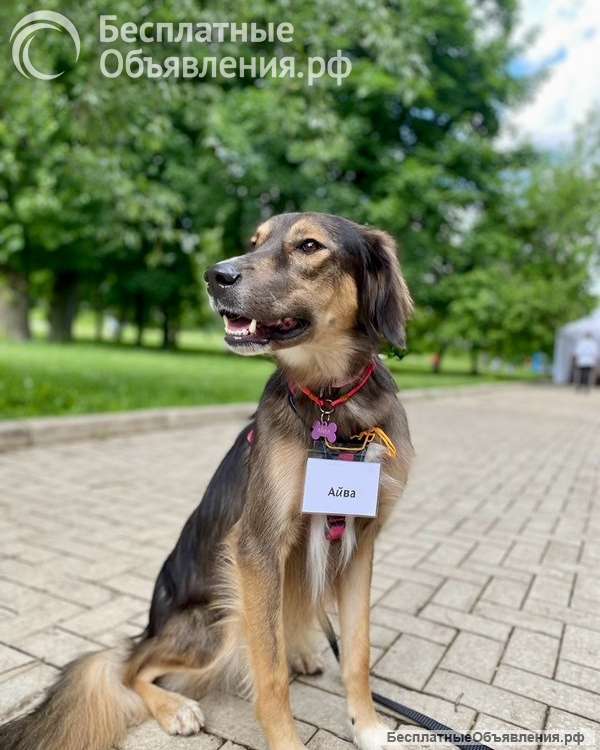 Активная и веселая Айва