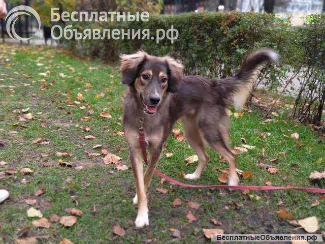 Активная и веселая Айва