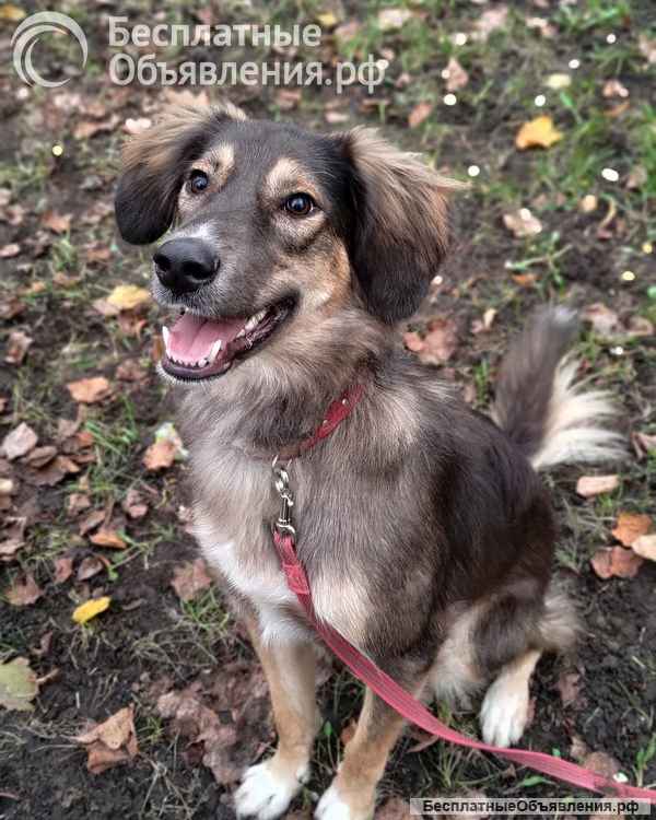 Активная и веселая Айва