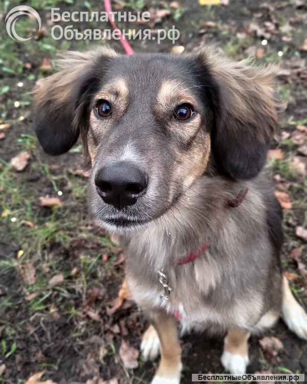 Активная и веселая Айва