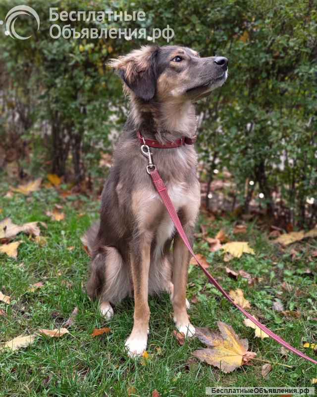 Активная и веселая Айва