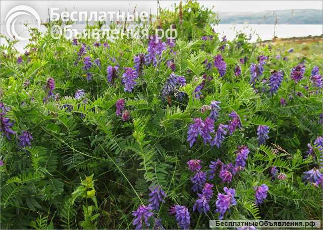 Семена Вики Озимой мохнатой