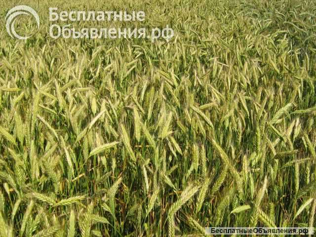 Семена Озимого Тритикале Хлебороб, Тихон