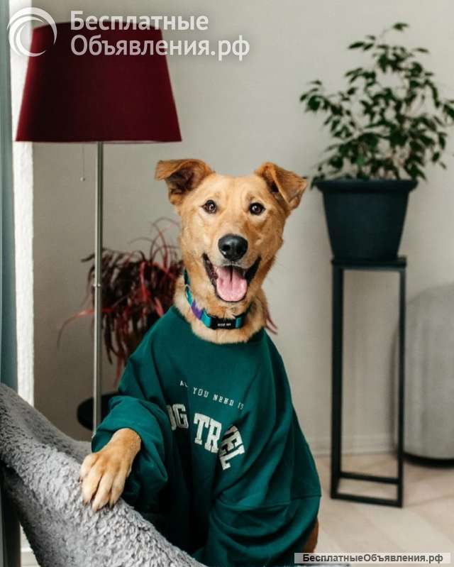 Лион-собака душа ищет дом