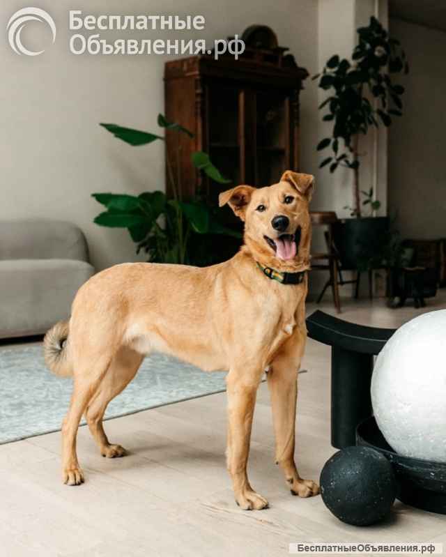 Лион-собака душа ищет дом