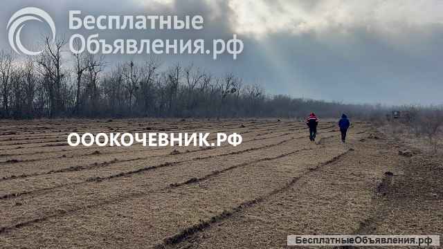 Cпил деревьев и кустaрников, мульчированиe, выкоpчевка пнeй