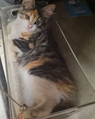 Отдам в добрые, заботливые руки двух коТрётят бесплатно