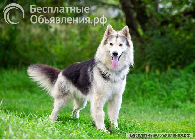 Красавец Мишка, молодой домашний пес в добрые руки