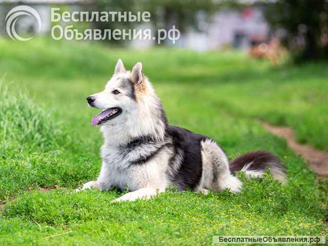 Красавец Мишка, молодой домашний пес в добрые руки