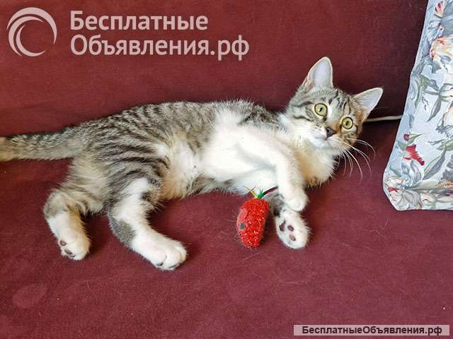 Милейшая домашняя девочка, котенок Маруся в добрые руки
