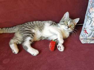 Милейшая домашняя девочка, котенок Маруся в добрые руки