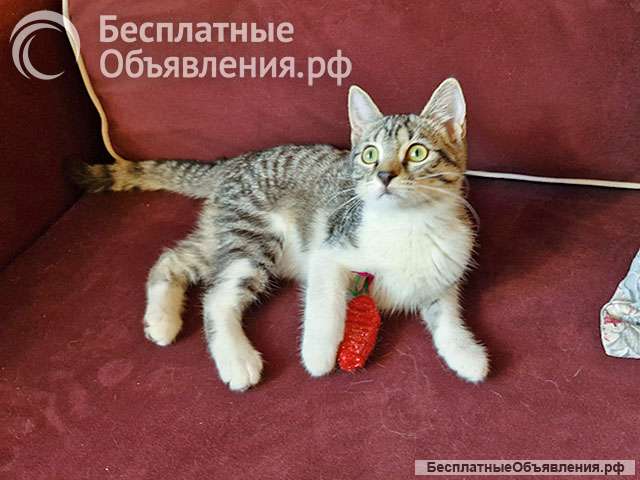Милейшая домашняя девочка, котенок Маруся в добрые руки