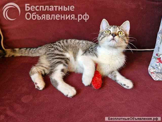 Милейшая домашняя девочка, котенок Маруся в добрые руки