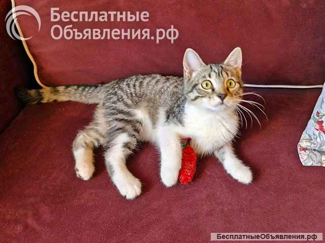 Милейшая домашняя девочка, котенок Маруся в добрые руки