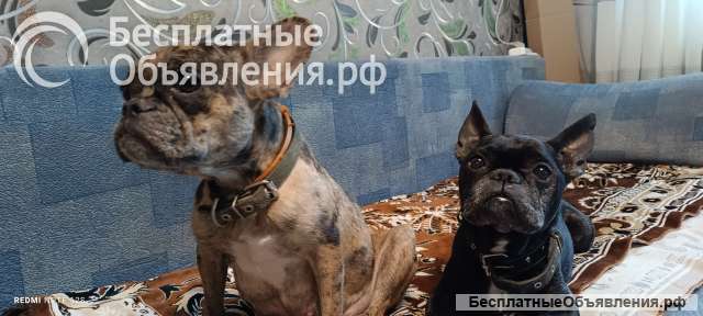 Французский бульдог щенки