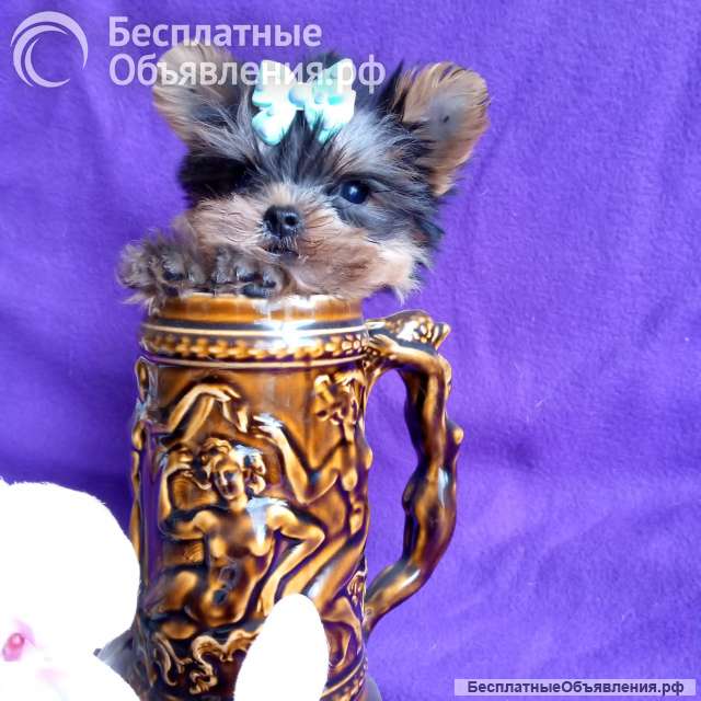 Крошечная девочка йорка