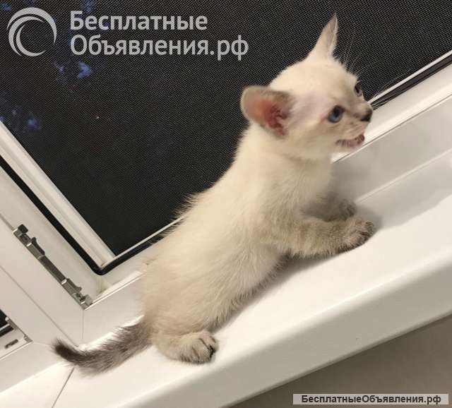 Европейская бурма лиловые котята