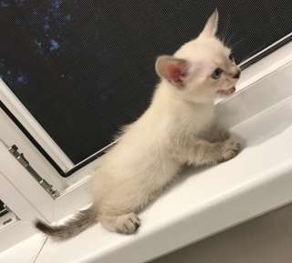 Европейская бурма лиловые котята