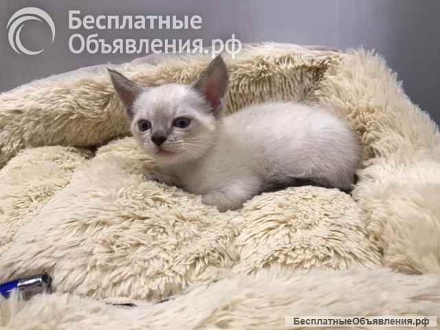 Европейская бурма лиловые котята