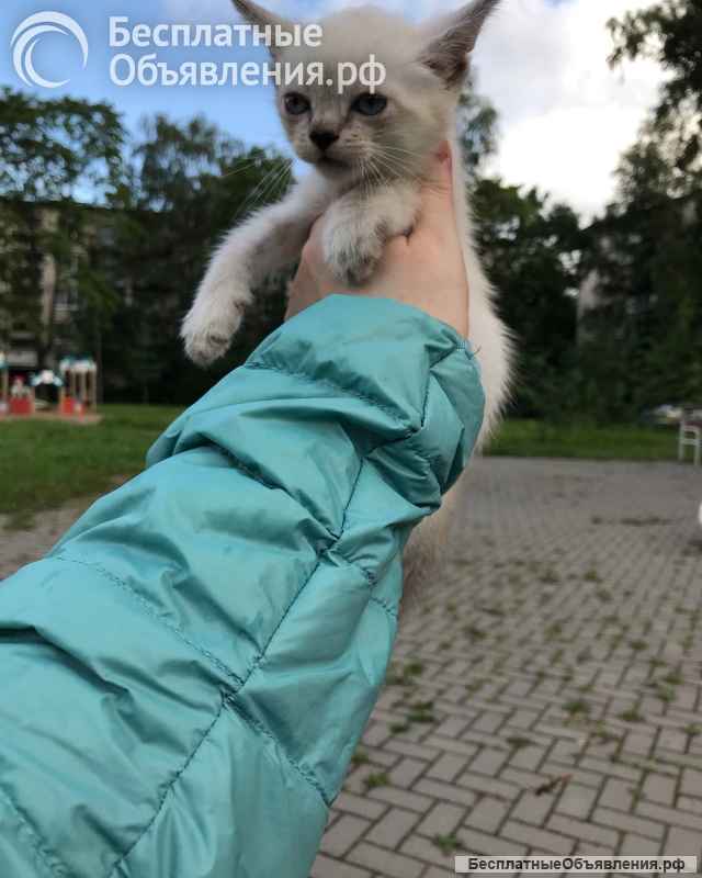 Европейская бурма лиловые котята