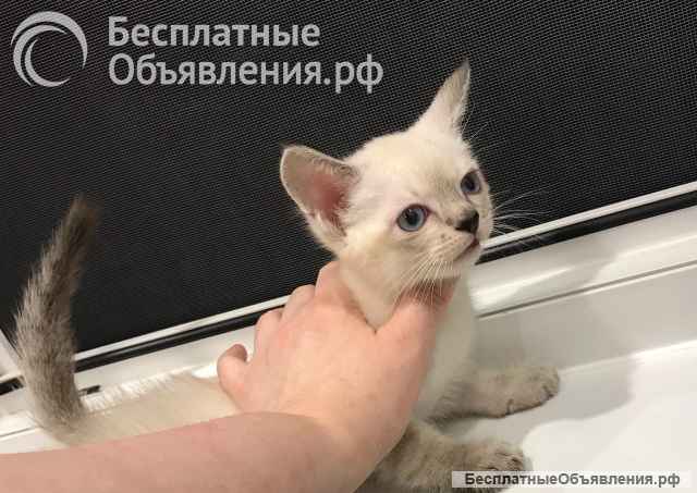 Европейская бурма лиловые котята