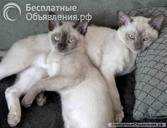Европейская бурма лиловые котята