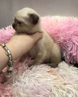 Шотландские вислоухие шиншилла снежная котята