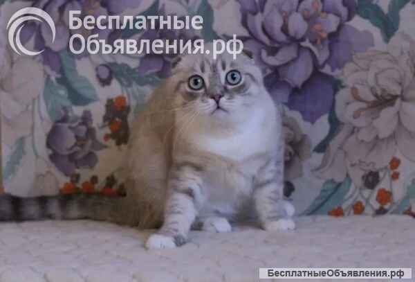 Шотландские вислоухие шиншилла снежная котята