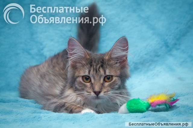 Милейшее создание, чудесный позитивный котенок Бетти в добрые руки