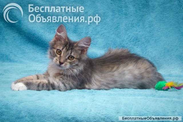 Милейшее создание, чудесный позитивный котенок Бетти в добрые руки