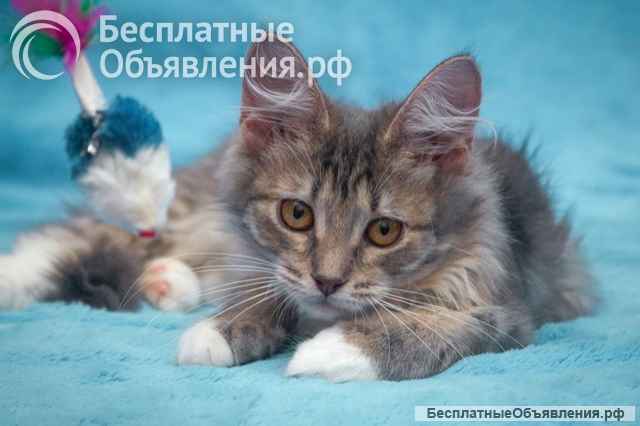 Милейшее создание, чудесный позитивный котенок Бетти в добрые руки