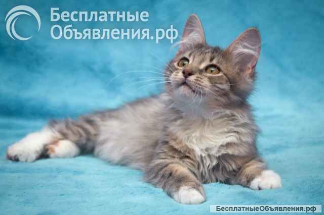 Милейшее создание, чудесный позитивный котенок Бетти в добрые руки