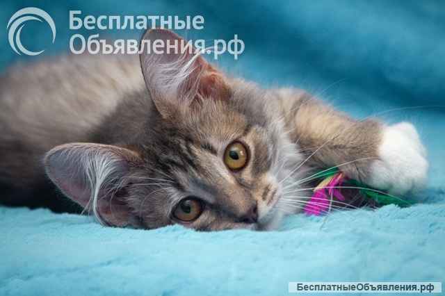 Милейшее создание, чудесный позитивный котенок Бетти в добрые руки